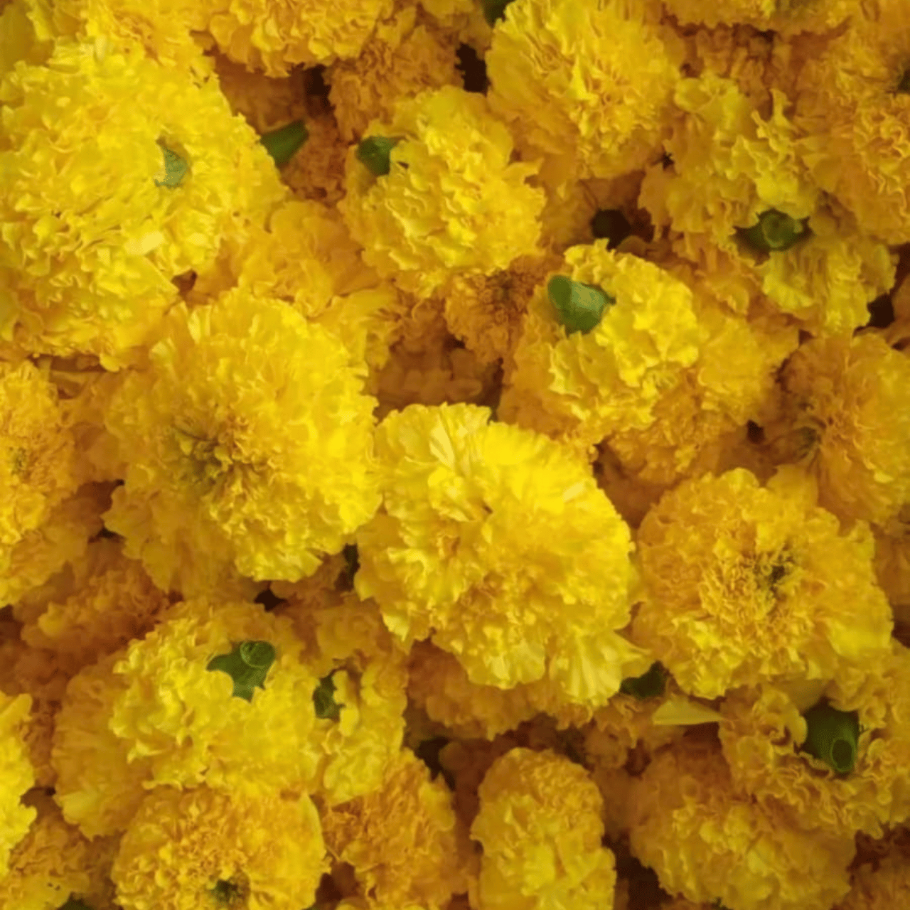 Marigold (Sendupoo Kenthi)