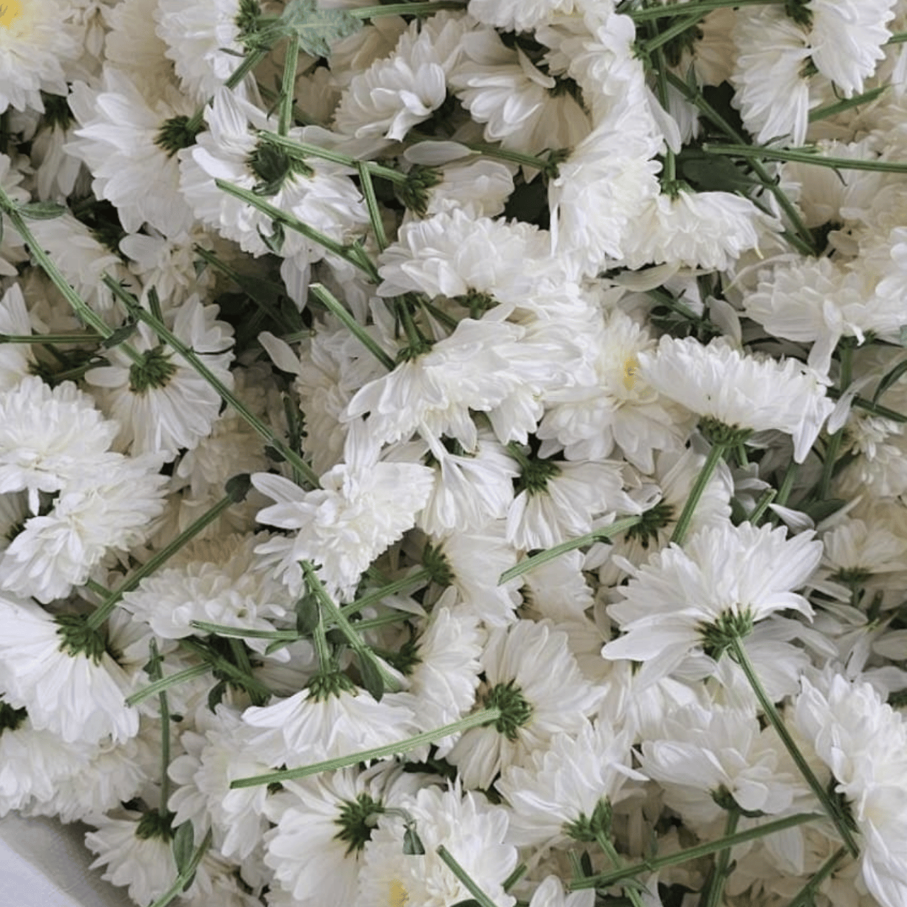 White Color Samanthi