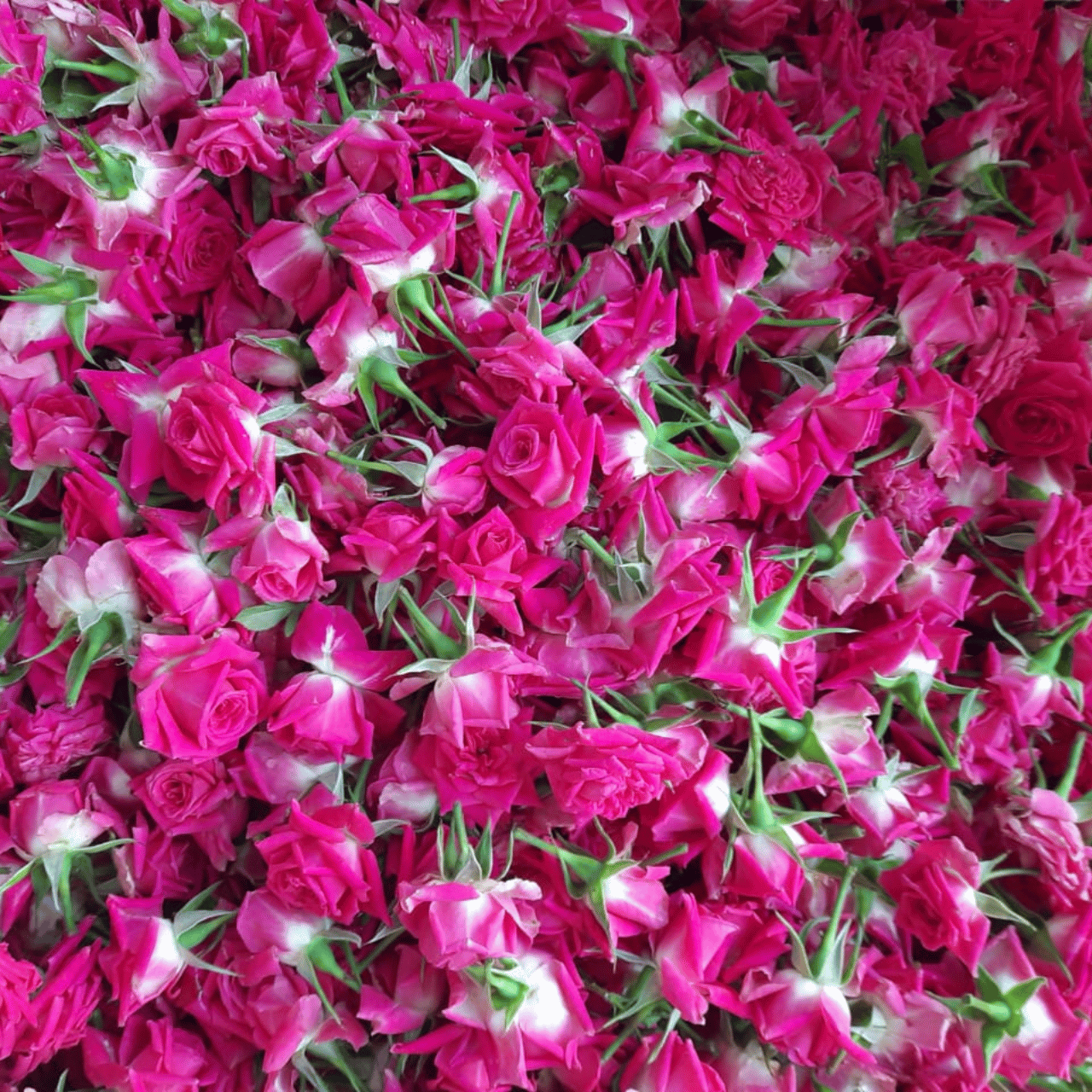 Red Colour Rose (Button)