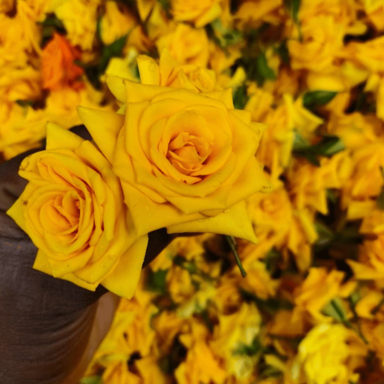 Yellow Colour Rose (Button Rose)