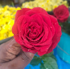 Single red Rose