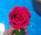 Single red Rose