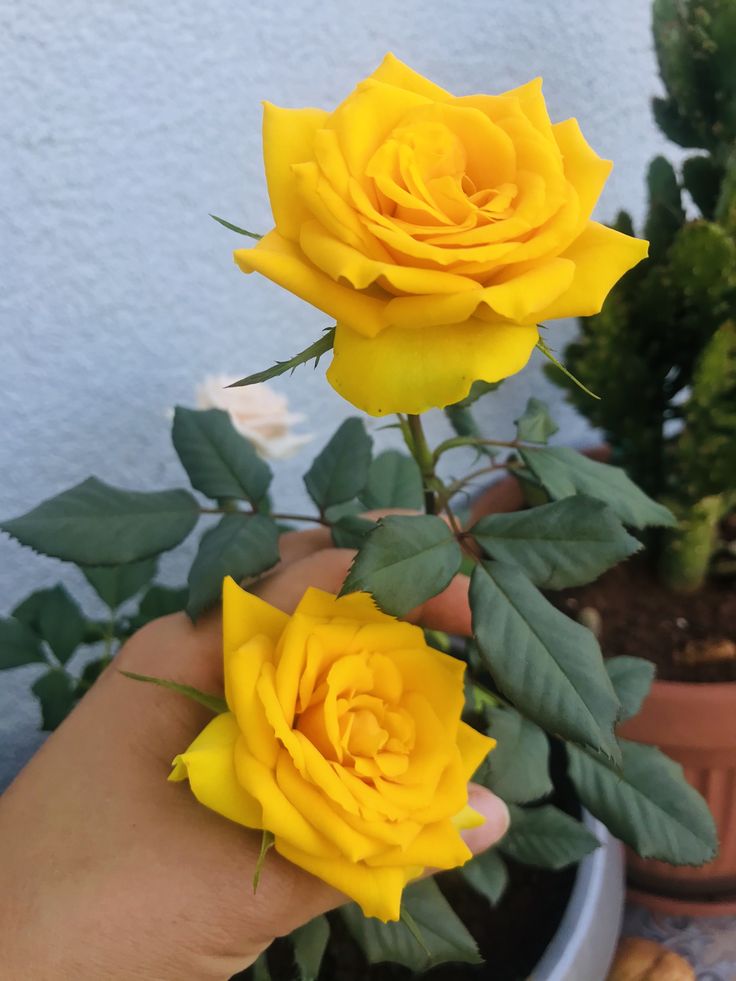 Yellow colour rose button small