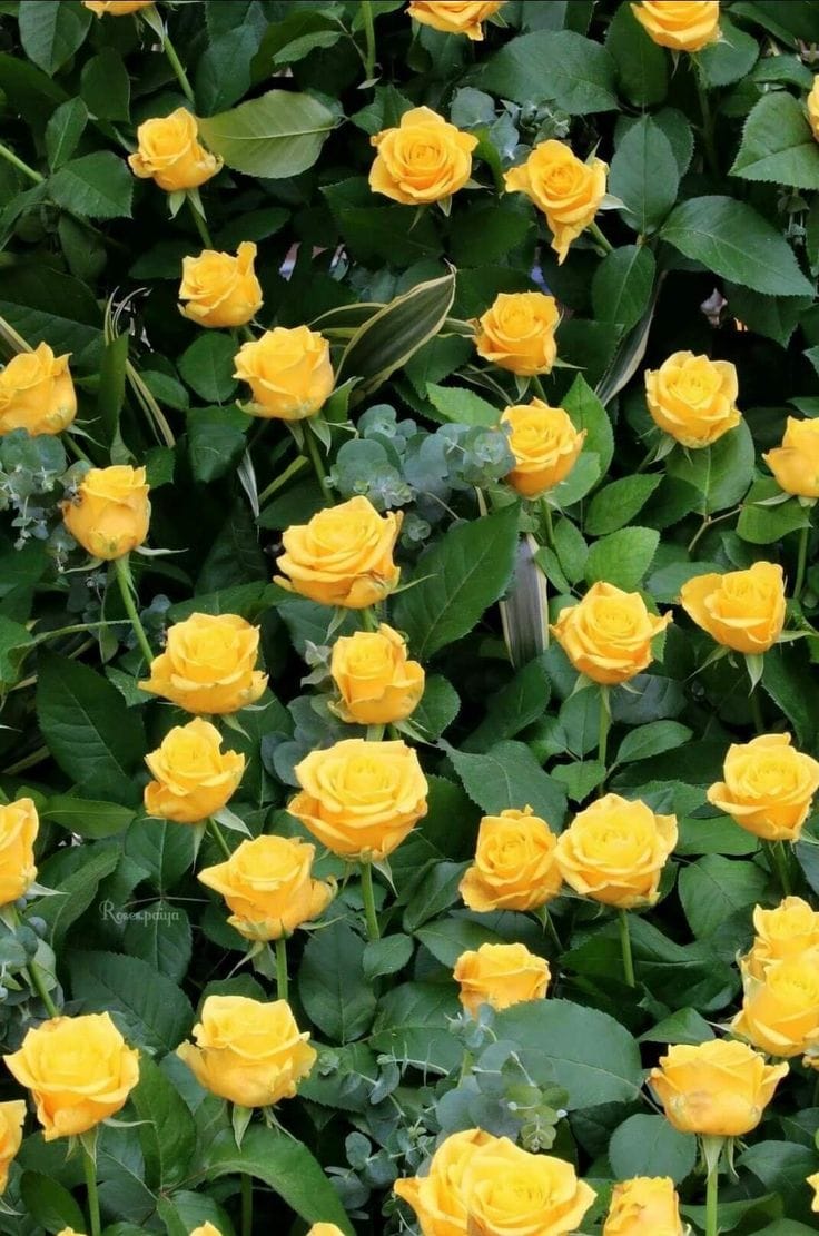 Yellow colour rose button small